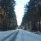 Сосновый бор села Верное