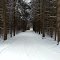 On the snowmobile trail in New York