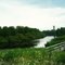 River and dandelion in Karelia.