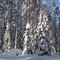 Елки в снегу. Петровское. Foto by Natalia Semenova