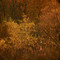 Burning bush