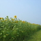 The sunflower parade