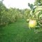 Orchards
