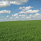 фон Windows XP в Шоя-Кузнецово
