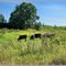 Cows. / Коровы.
