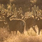 deer 2009