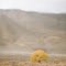 The Lone Tree