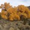Paiute Canyon, Fall Cottonwood Tree, Washoe Ct Nevada
