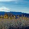 Wildflowers with Mormon Mesa and Mormon Mountains in the distance