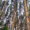 Сосны-великааны. Pines-giant