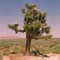 Joshua Tree