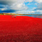 Cranberry Harvest