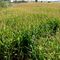 10 Acre Corn Maze, Ladner