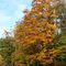 fall beauty on the salmon river