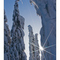 Hollyburn Trail, Cypress Mountain