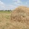 Сено, его едят Бурёнки в с. Калаис, Кирсановского района