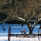 Orchard In Winter