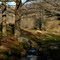 Keefe Hollow Pastoral-1