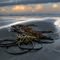 Kelp loops at dawn - 201011LJW