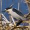 A Night Heron perches in a slough near William Lake, MB