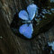 butterfly in otter scat