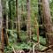 Redwood Forest 2357a