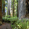 Redwood