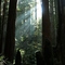Redwood National Park, 08/07