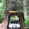 Through the tree with a car