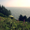 Queen Anne's Lace and the Pacific