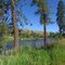 ponderosa pines