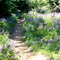 Lupines on Johnson Ridge trail