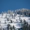 Snowy Tree Field