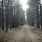 Horse park forest