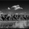 NOA b/w 9