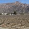 Salta. Cafayate. Viñedo