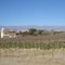 Salta. Cafayate. Viñedo
