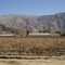 Salta. Cafayate. Viñedo