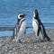 Pareja de pingüinos magallánicos