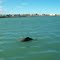 Tonina Overa juvenil y Puerto Deseado al fondo (Delfín de Commerson)
