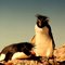 Pingüinos de penacho amarillo, Isla Pingüino, Mar Argentino, Santa Cruz, Argentina