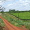 plantación de Té en Colonia Liebig