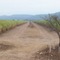Cañaverales de Ledesma sobre ruta 34