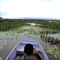 water lily
