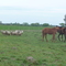 EN EL CAMPO