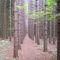 Red Pine Plantation on Connecticut Hill