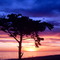 Arbol solitario