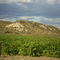 plantaciones