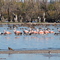 Flamencos