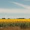 Girasoles en San Benito